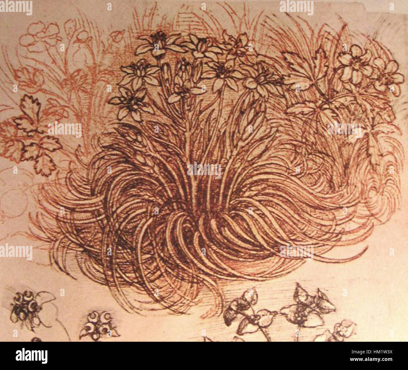 Leonardo da Vincis botanische Studien zeigen detaillierte Skizzen von Pflanzen, die sein außergewöhnliches Verständnis der Natur zeigen. Seine Studien umfassen genaue Darstellungen von Pflanzenstrukturen, die seine wissenschaftliche Neugier und künstlerische Fähigkeiten widerspiegeln. Stockfoto