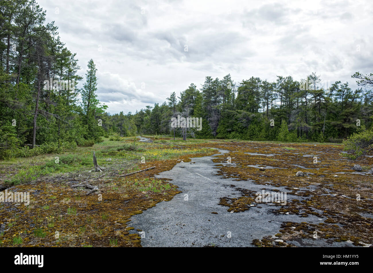 Moor in Kanada der Bruce Peninsula. Eine Moor ist ein Feuchtgebiet, das sammelt sich Torf, eine Kaution in Höhe von abgestorben Material oft Moose. Stockfoto