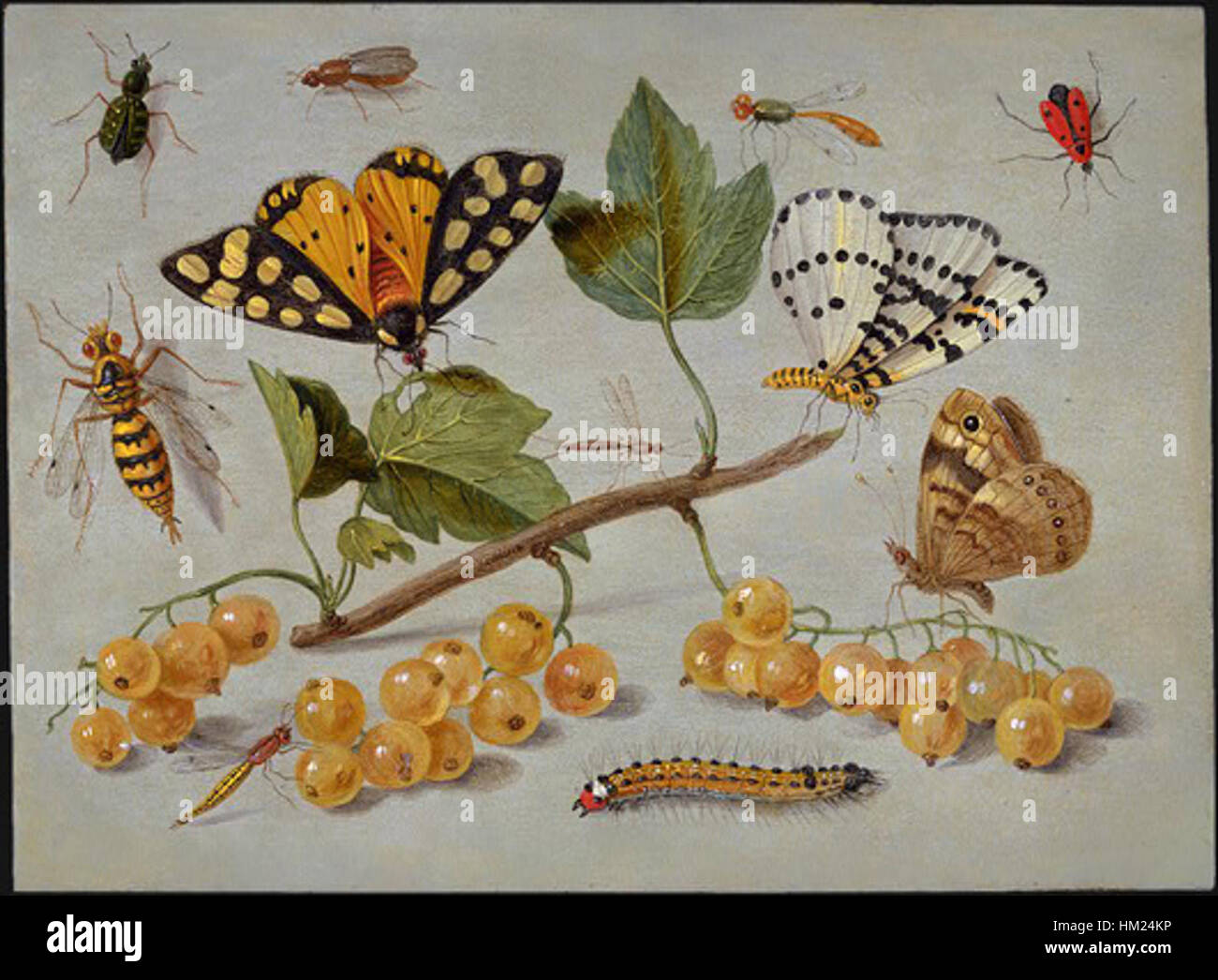 Jan van Kessel (I) - Schmetterlinge und Insekten - WGA12140 Stockfoto