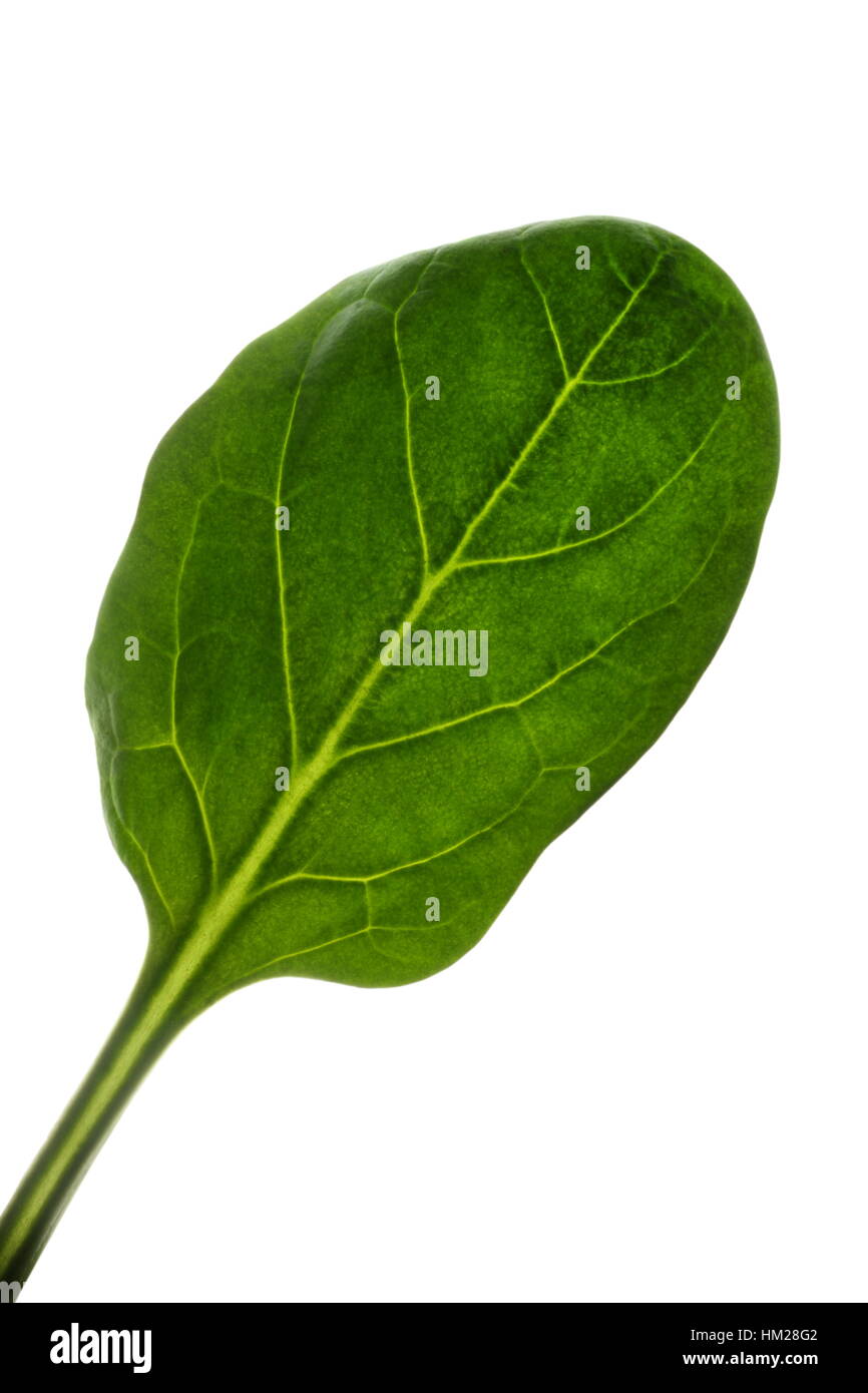 Spinat Blatt isoliert auf einem weißen Hintergrund. Blatt ist hinterleuchtet, feine Details der Struktur zu zeigen. Stockfoto