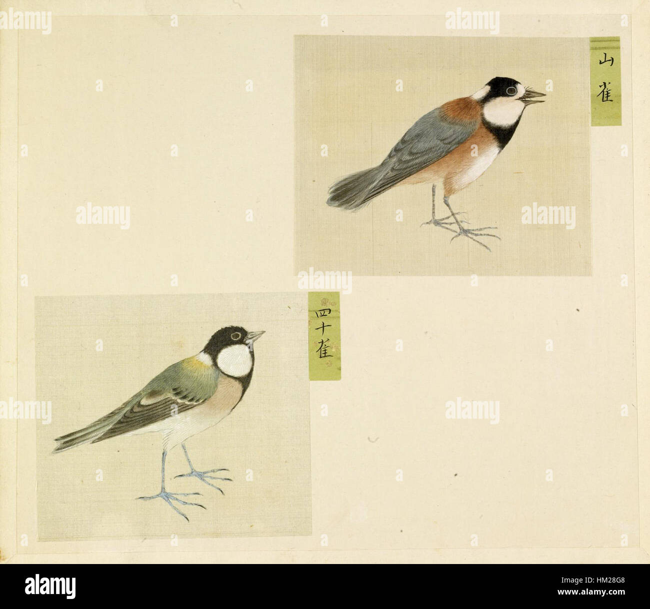 Ein japanisches Gemälde aus einem Album mit kleinen Vögeln, das im Walters Art Museum ausgestellt wurde. Das Stück veranschaulicht die traditionelle japanische Kunst, zeigt komplexe Details und die Verwendung natürlicher Bilder, um Vögel in ihrem Lebensraum darzustellen. Stockfoto