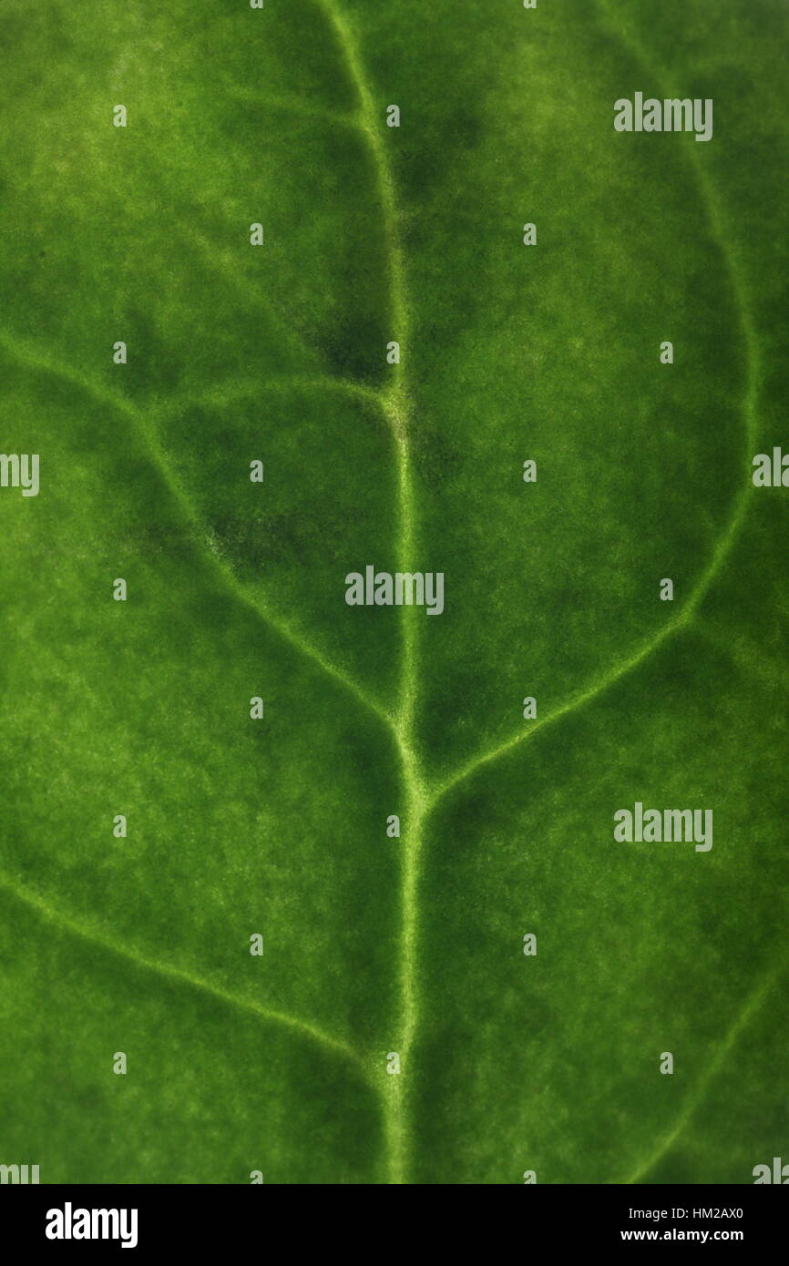 Detaillierte Makro eines Blattes Spinat, Hintergrundbeleuchtung, Struktur zu zeigen. Stockfoto