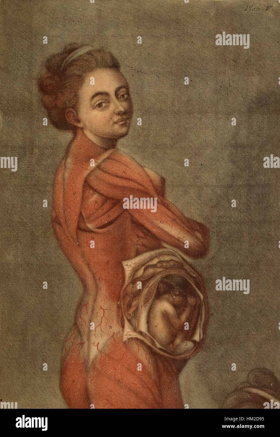 Eine anatomische Illustration von Jacques D'Agoty, die die menschliche Anatomie in komplizierten Details zeigt. Dieses alte Kunstwerk ist ein wichtiges historisches Dokument auf dem Gebiet der medizinischen Illustration und spiegelt die Fortschritte der wissenschaftlichen Erkenntnisse im 18. Jahrhundert wider. Stockfoto