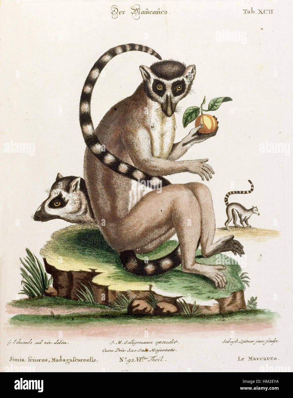 Lemur Catta - George Edwards Stockfoto