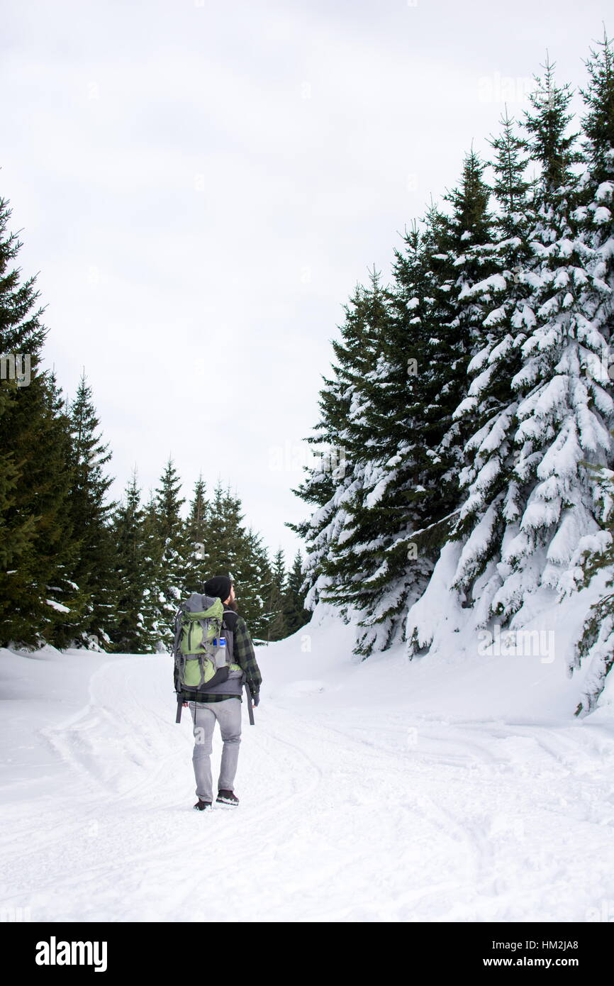 Mann zu Fuß unter verschneiten Tannen Stockfoto