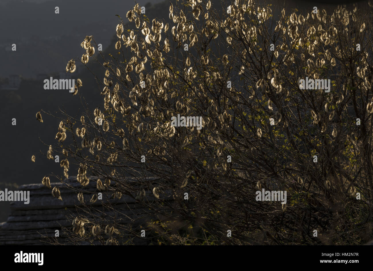 Samen und Früchte der Blase Senna, Colutea Arborescens; Nord-Griechenland. Stockfoto