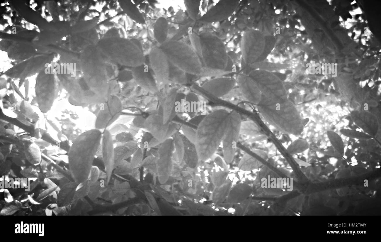 Durch gefilterte Linse der Natur Stockfoto