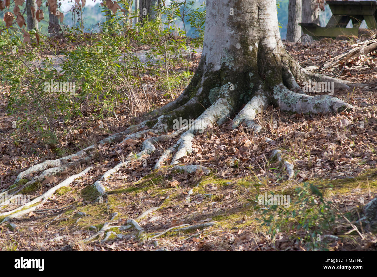 Die Kraft reicht weit und tief Stockfoto