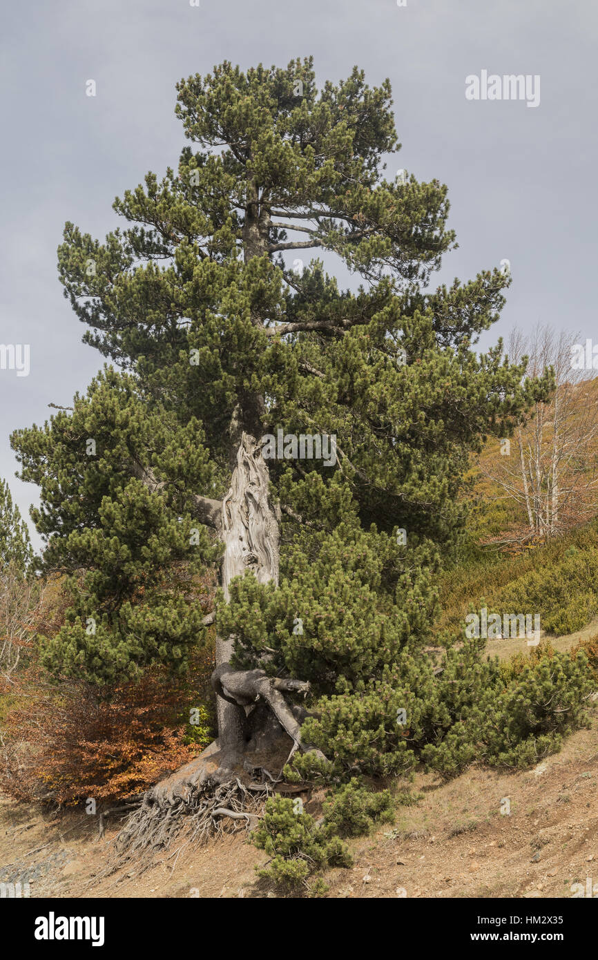 Alten Schwarzkiefer, Pinus Nigra Ssp Nigra, auf 1600m in den nördlichen Pindos-Bergen Stockfoto