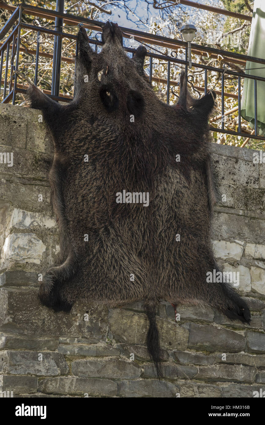 Wildschwein Haut, zum heilen aufgehängt; Pindos Gebirge, Nord-Griechenland. Stockfoto