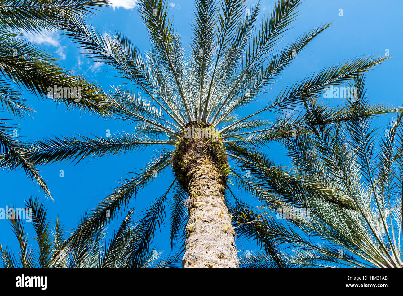 Nach oben auf eine Palme mit blauem Himmel Stockfoto
