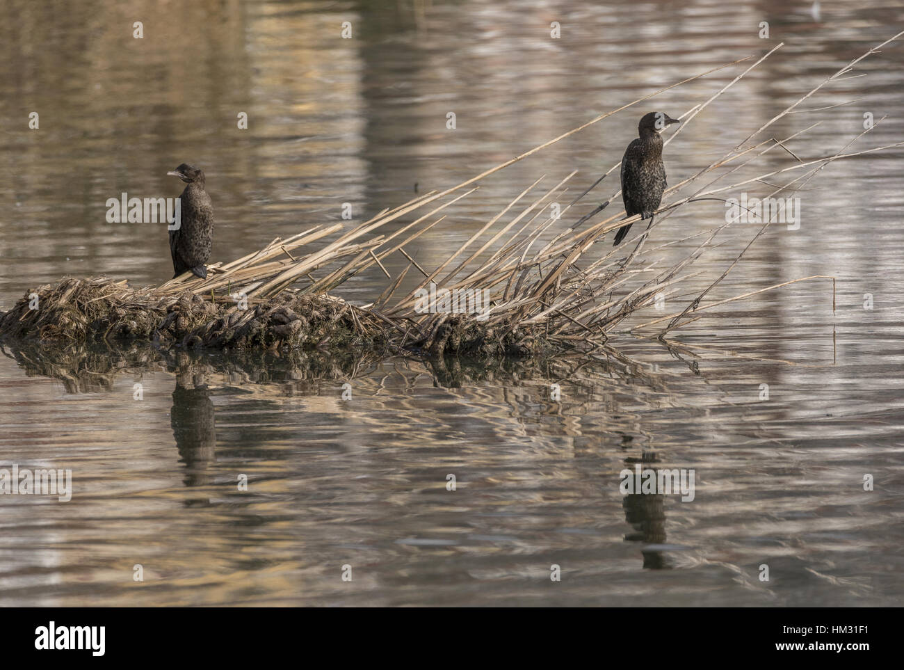 Pygmy Kormorane, Microcarbo Pygmeus Kleingruppen im Herbst auf schwimmenden Vegetation, See Kastoria, Nord-Griechenland. Stockfoto