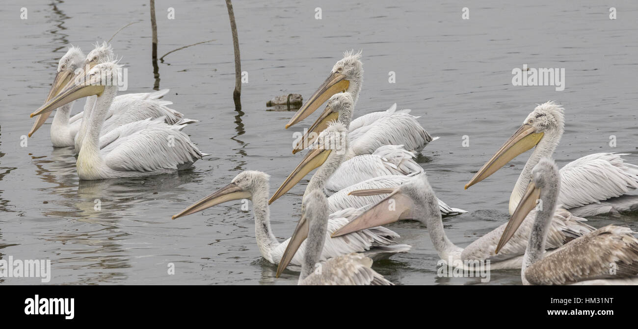 Dalmatinische Pelikane, Fütterung auf Fisch vom Fischer im Herbst, See Kerkini, Griechenland, Stockfoto