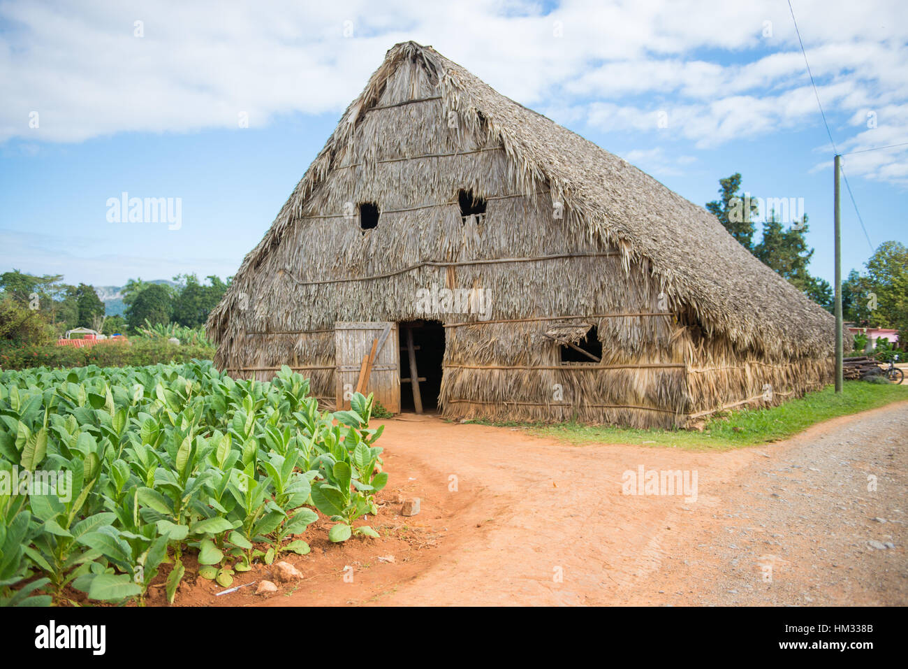 Trocknung der Scheune auf dem Bauernhof Tabak in Vinales, Kuba Stockfoto