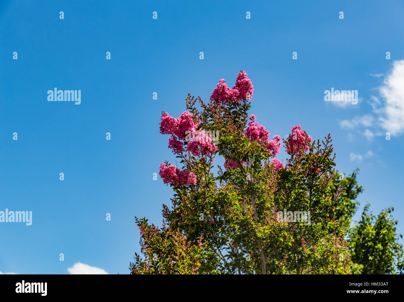 Tief rosa Krepp-Myrte Blumen gegen strahlend blauen Himmel Stockfoto