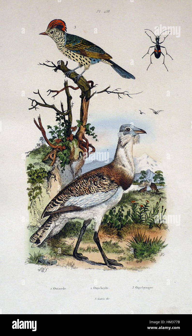 Dieser Teller von Guerin mit einer Trappe unterstreicht den detaillierten Ansatz des Künstlers in der Tierwelt. Das Stück ist Teil einer größeren Serie, die sich mit verschiedenen Vogelarten beschäftigt und die natürliche Schönheit der Trappe durch feine Linien und präzise Darstellung der Federn zeigt. Stockfoto