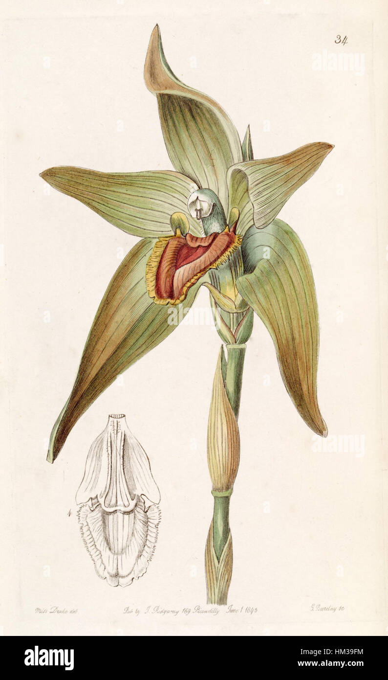 Das Gemälde „Ida gigantea“ (heute bekannt als Lycaste gigantea) aus Edwards Band 31, Platte 34 (1845), stellt die Orchideenart in komplizierten Details dar und betont ihre Schönheit und Form. Dieses Kunstwerk gehört zu den botanischen Illustrationen des 19. Jahrhunderts und trägt zum Studium und zur Wertschätzung der Flora bei. Stockfoto