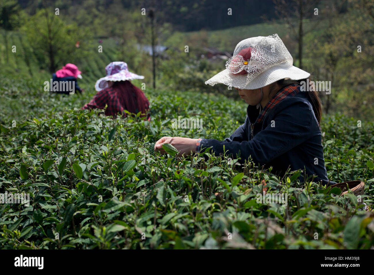 Frauen mit hüten gegen die Sonne ernten Tee auf einer Teeplantage in den Bergen von Sichuan in China. Stockfoto