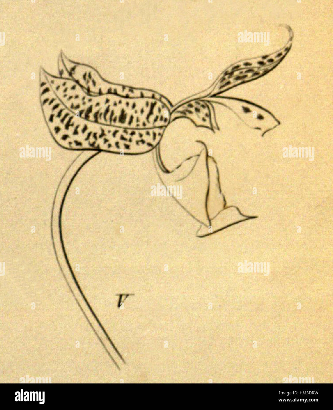 Diese botanische Illustration, *Gongora Seideliana*, aus der Publikation *Xenia* von 1858, ist eine detaillierte Darstellung der Art, die die komplizierte Schönheit der Blume zeigt. Das Kunstwerk ist Teil einer Reihe wissenschaftlicher botanischer Illustrationen aus dem 19. Jahrhundert. Stockfoto