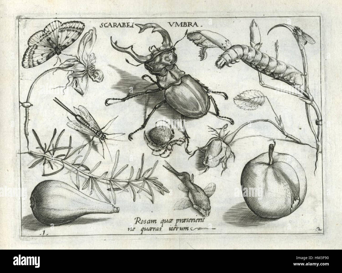 Jacob Hoefnagels „ein Arrangement von Insekten, Arachniden, Früchten, Blumen“ aus seiner Serie „Archetypa studiaque“ ist eine detaillierte, wissenschaftliche Studie der Natur, die Entomologie und Botanik in exquisitem Detail kombiniert. Stockfoto