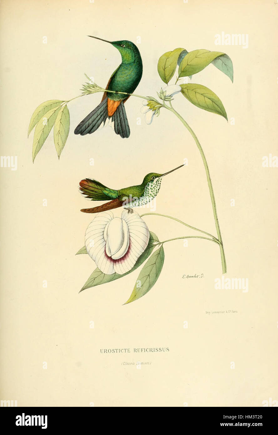 Das „Histoirenaturell31877muls 0277“ ist ein historisches Stück, das die reiche Schönheit der Natur in Bezug auf die Menschheitsgeschichte darstellt. Das Kunstwerk spiegelt ein Verständnis der Umgebung und ihren Einfluss auf die vergangenen Ereignisse und Figuren wider und erfasst das Wesen von Natur und Geschichte in einer künstlerischen Form. Stockfoto