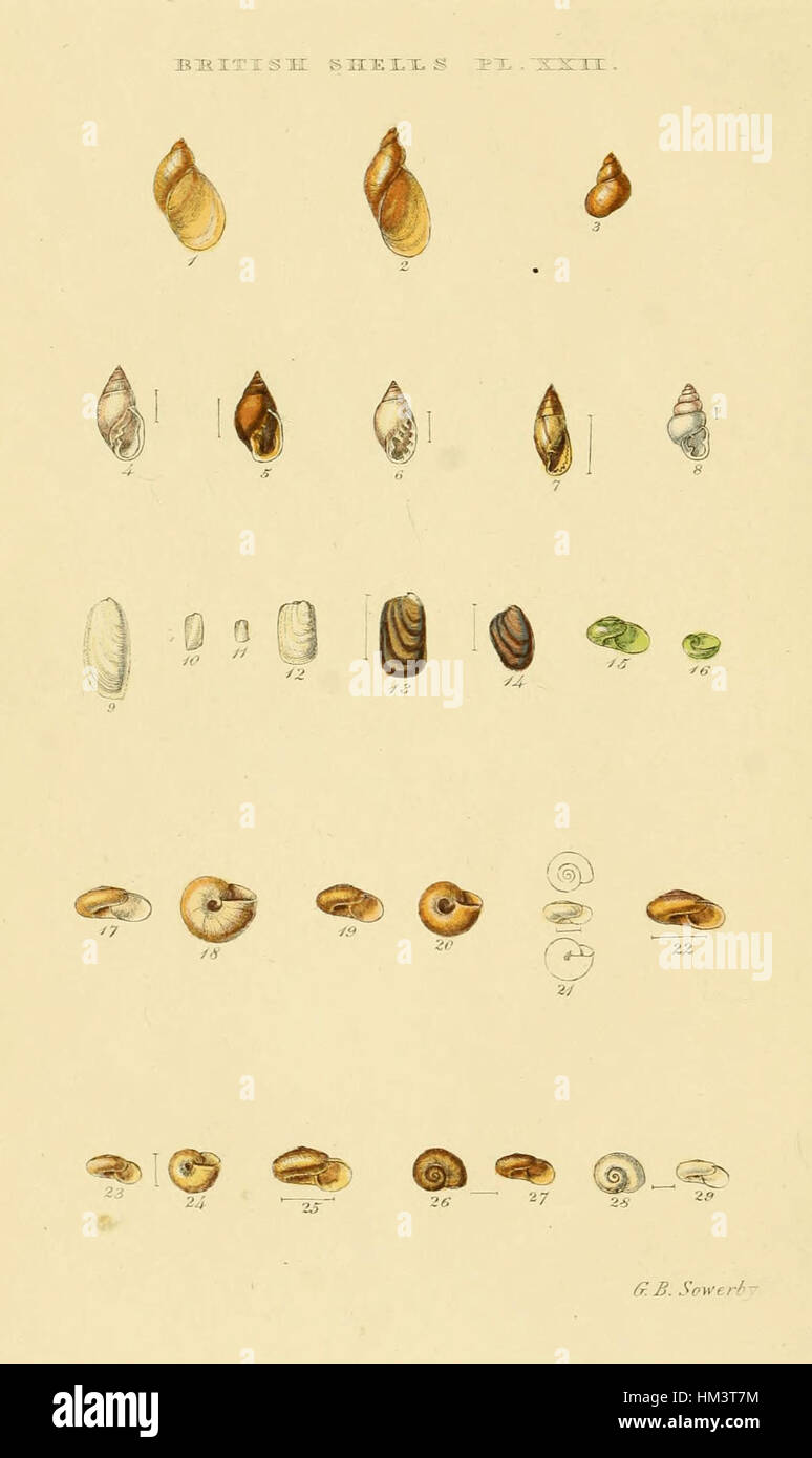 Index des britischen Schalen Teller 22 illustriert Stockfoto