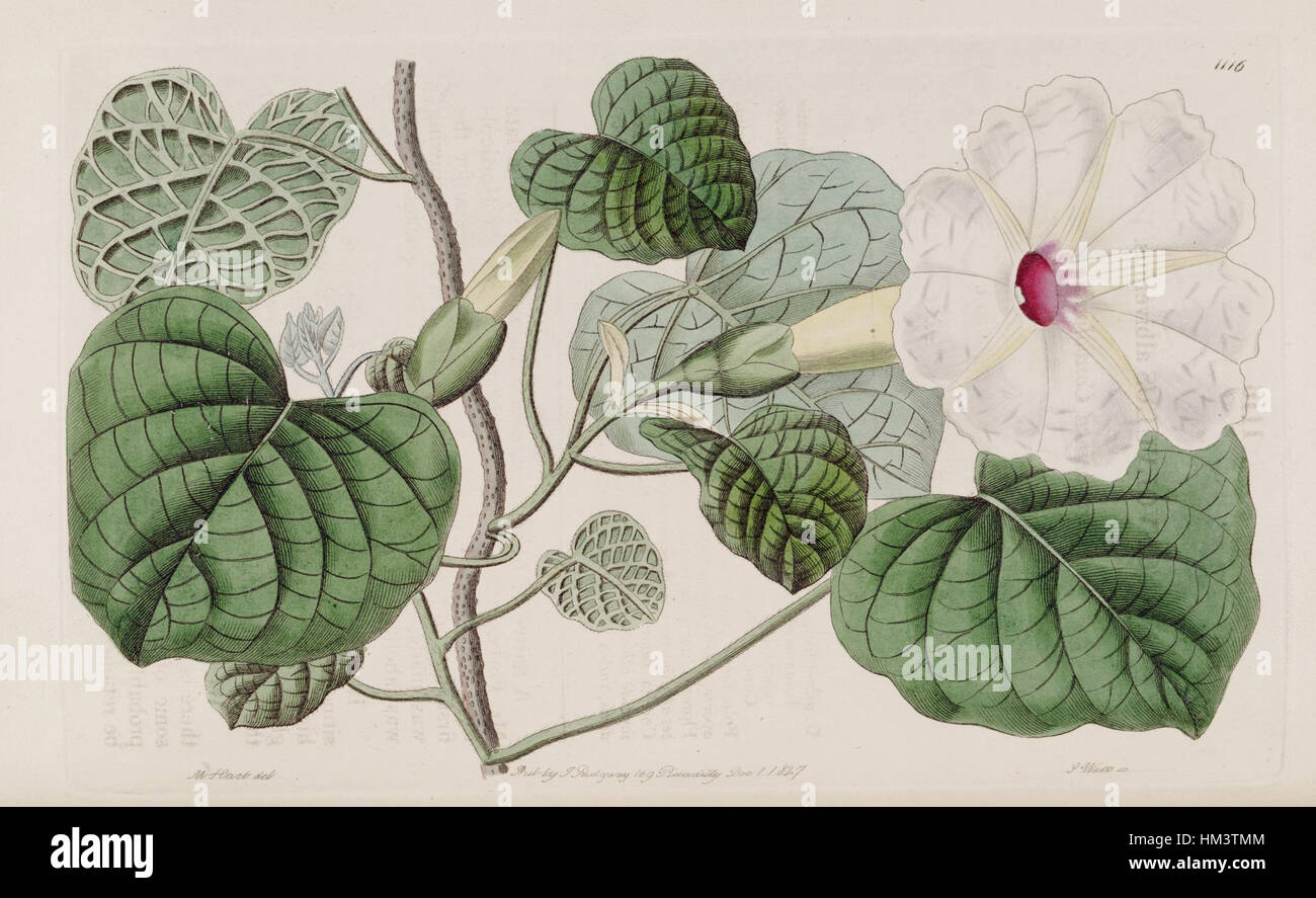Ipomoea Albivenia (Convolvulus Albivenius) Bot. Reg. 13. 1116. 1827 Stockfoto