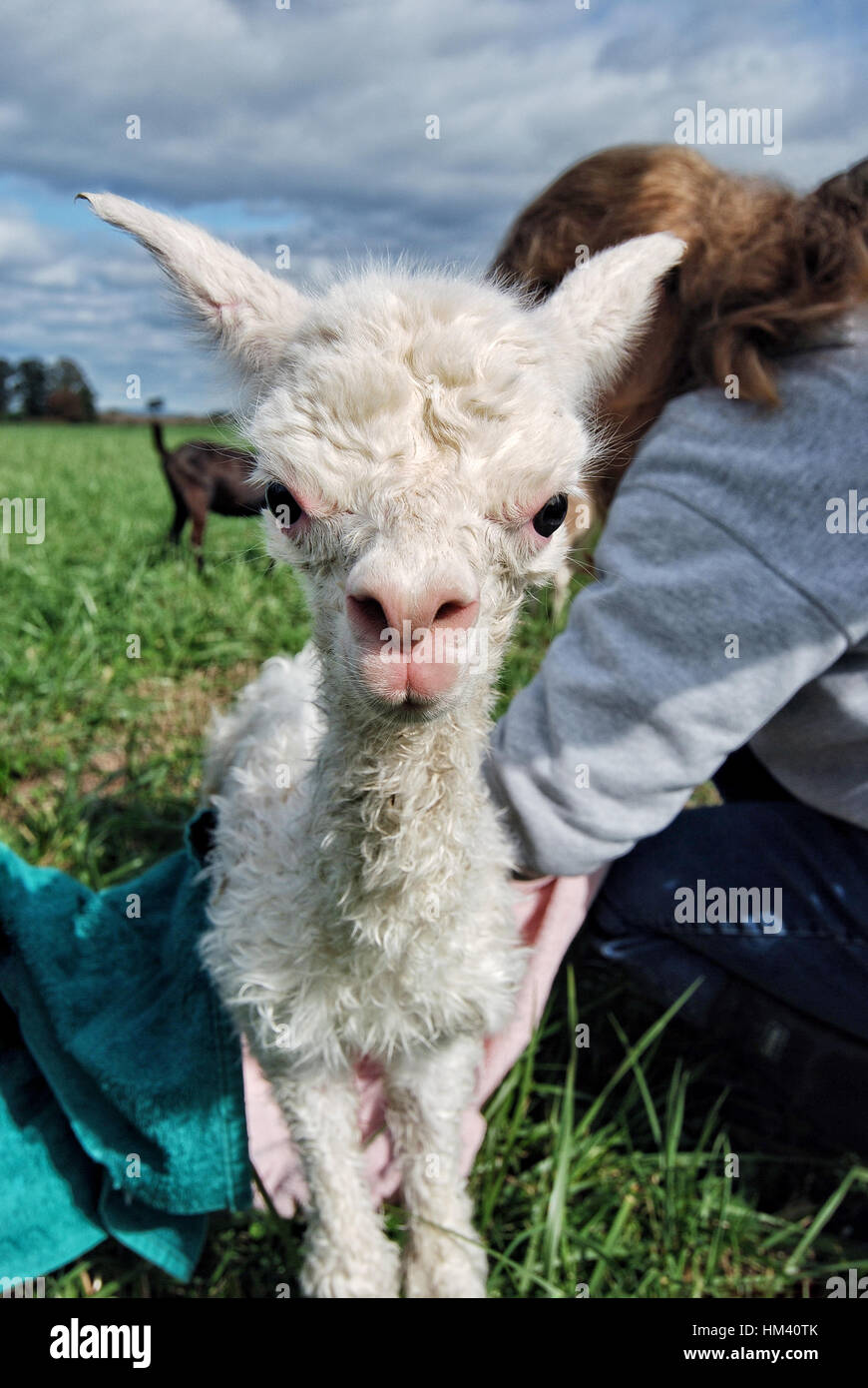 Ein Neugeborenes Fohlen auf eine Alpaka-Farm in der Champlain Valley von Vermont Stockfoto