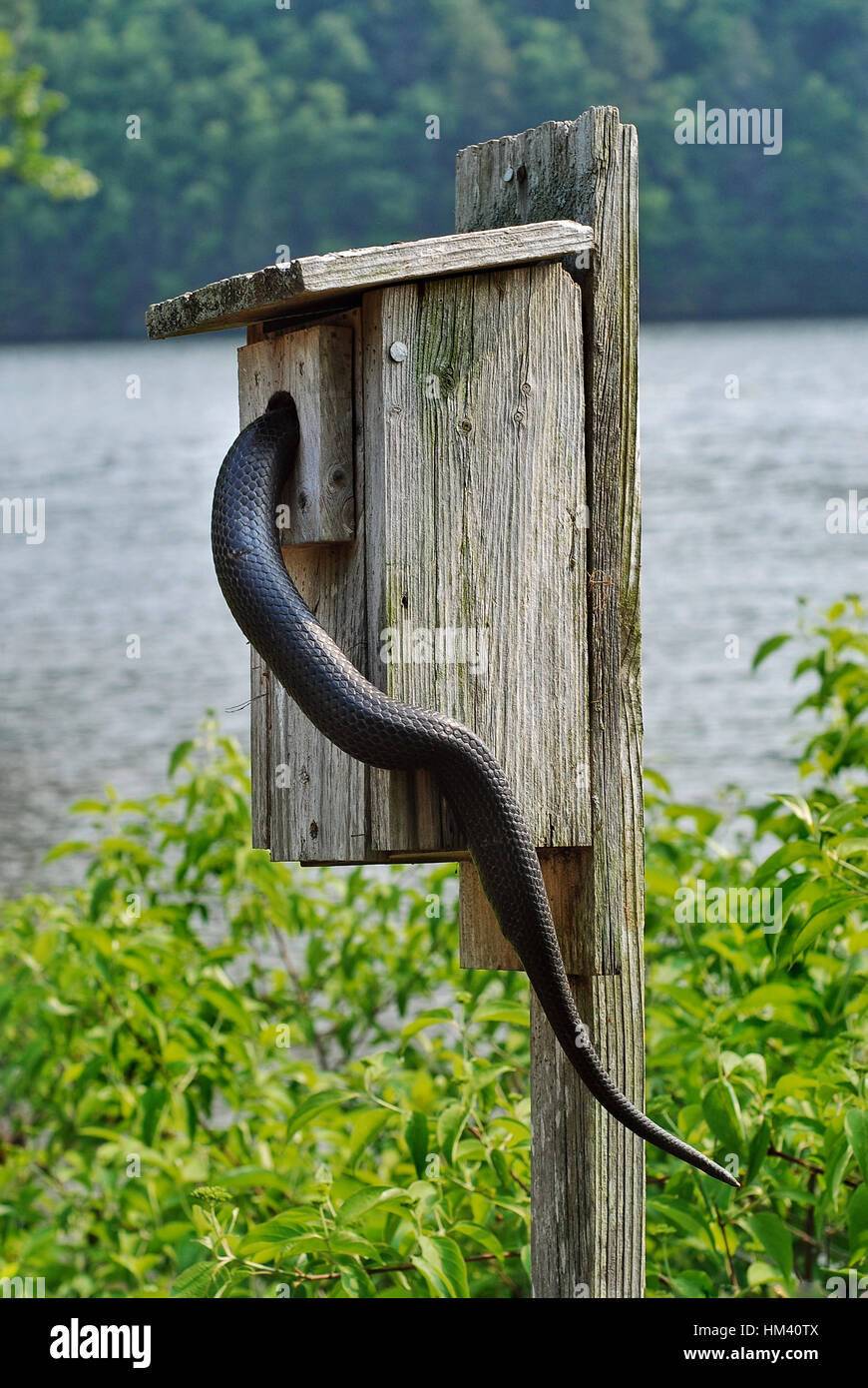Eine schwarze Ratte Schlange auf der Suche nach einer Mahlzeit in einem Vogel-Kasten in einem State Park in Connecticut Stockfoto