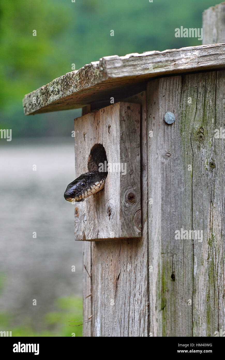 Eine schwarze Ratte Schlange auf der Suche nach einer Mahlzeit in einem Vogel-Kasten in einem State Park in Connecticut Stockfoto