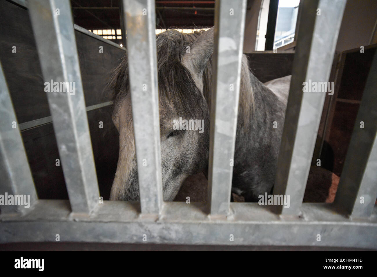 Traurig grauen Pferdekopf in einem Stall Stockfoto