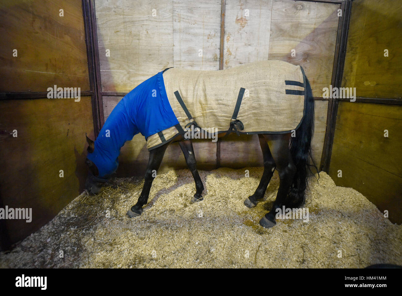 Pferd, bedeckt mit einer blauen Decke in einem Stall Stockfoto