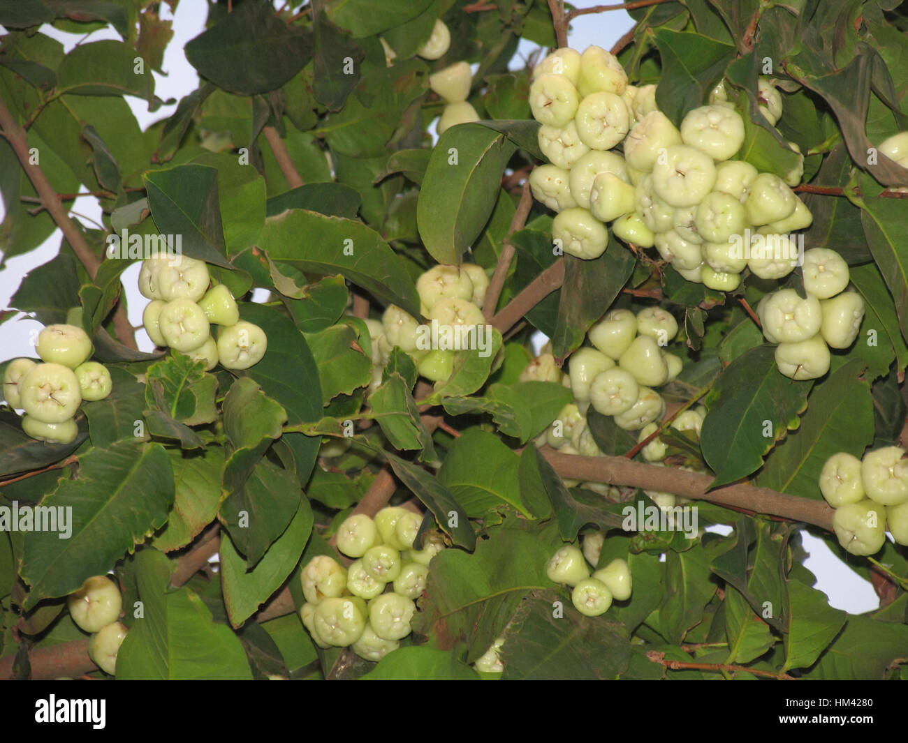 Wasser-Äpfel an einem Baum hängen. Syzygium Samarangense ist eine Pflanzenart in der Familie Myrtaceae, heimisch in größere Sundarbans Stockfoto