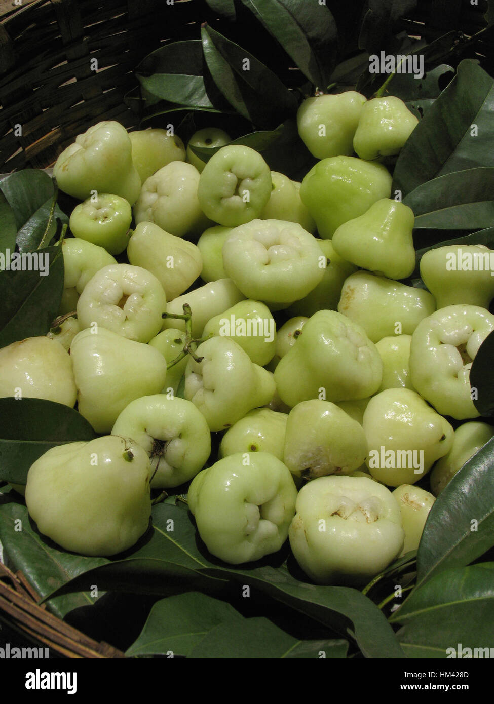 Wasser-Äpfel. Syzygium Samarangense ist eine Pflanzenart in der Familie Myrtaceae, heimisch in größere Sundarbans Stockfoto