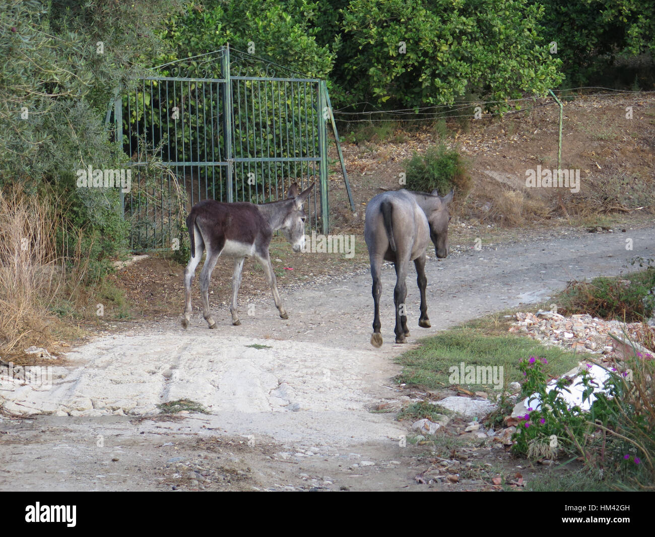 Pferd und Esel zu Fuß auf Land in Andalusien, Spanien Stockfoto
