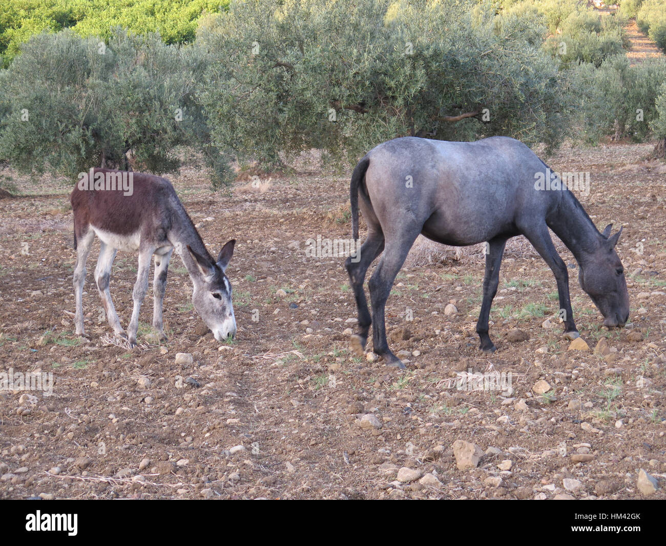 Pferd und Esel zu Fuß auf Land in Andalusien, Spanien Stockfoto