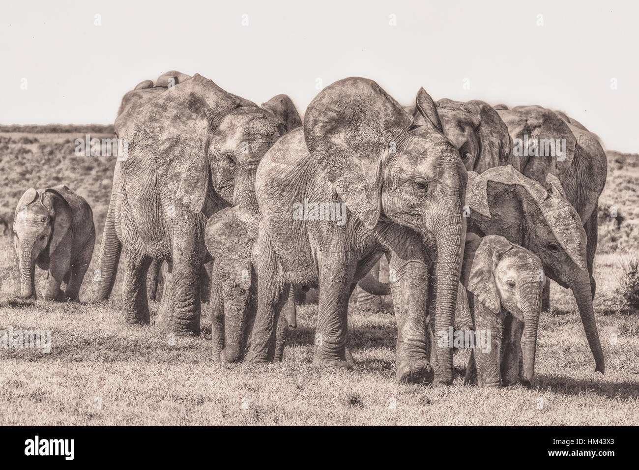 Vintage Style Porträt einer eng bewegen Elefanten Familie oder Gruppe in Schwarzweiß hellbraunen Ton in Südafrika, symbolisch, Vorwärtsfahrt Stockfoto
