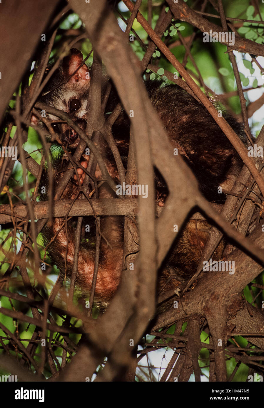 Indian Palm Civet, Asian Palm Civet oder Toddy Cat, Paradoxurus hermaphroditus, tagsüber in einem Baum ruht, Rajasthan, Indien Stockfoto