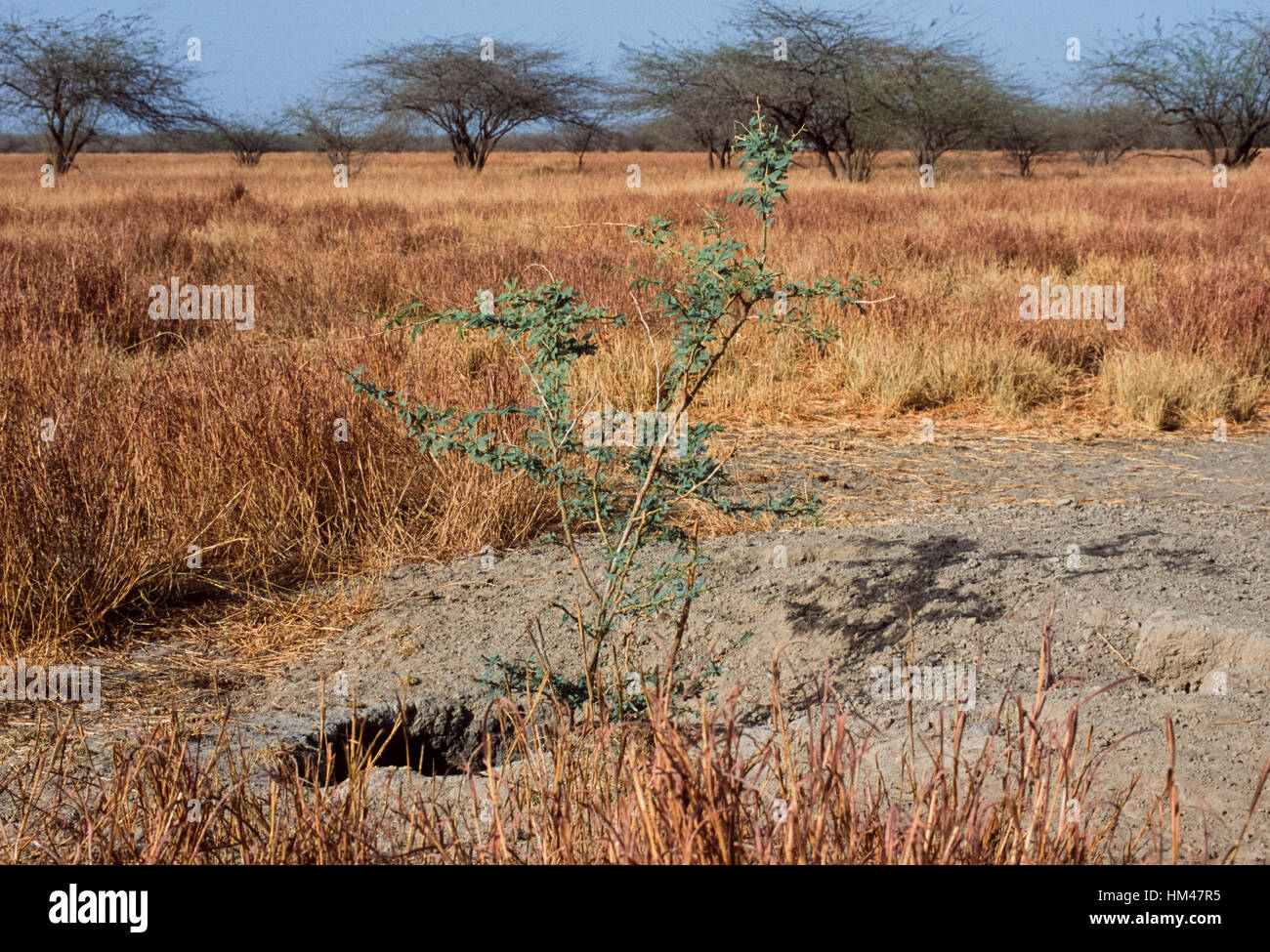 Indische gestreiften Hyäne,(Hyaena hyaena), Höhle in Grünland Lebensraum, Velavadar Nationalpark, Gujarat, Indien Stockfoto