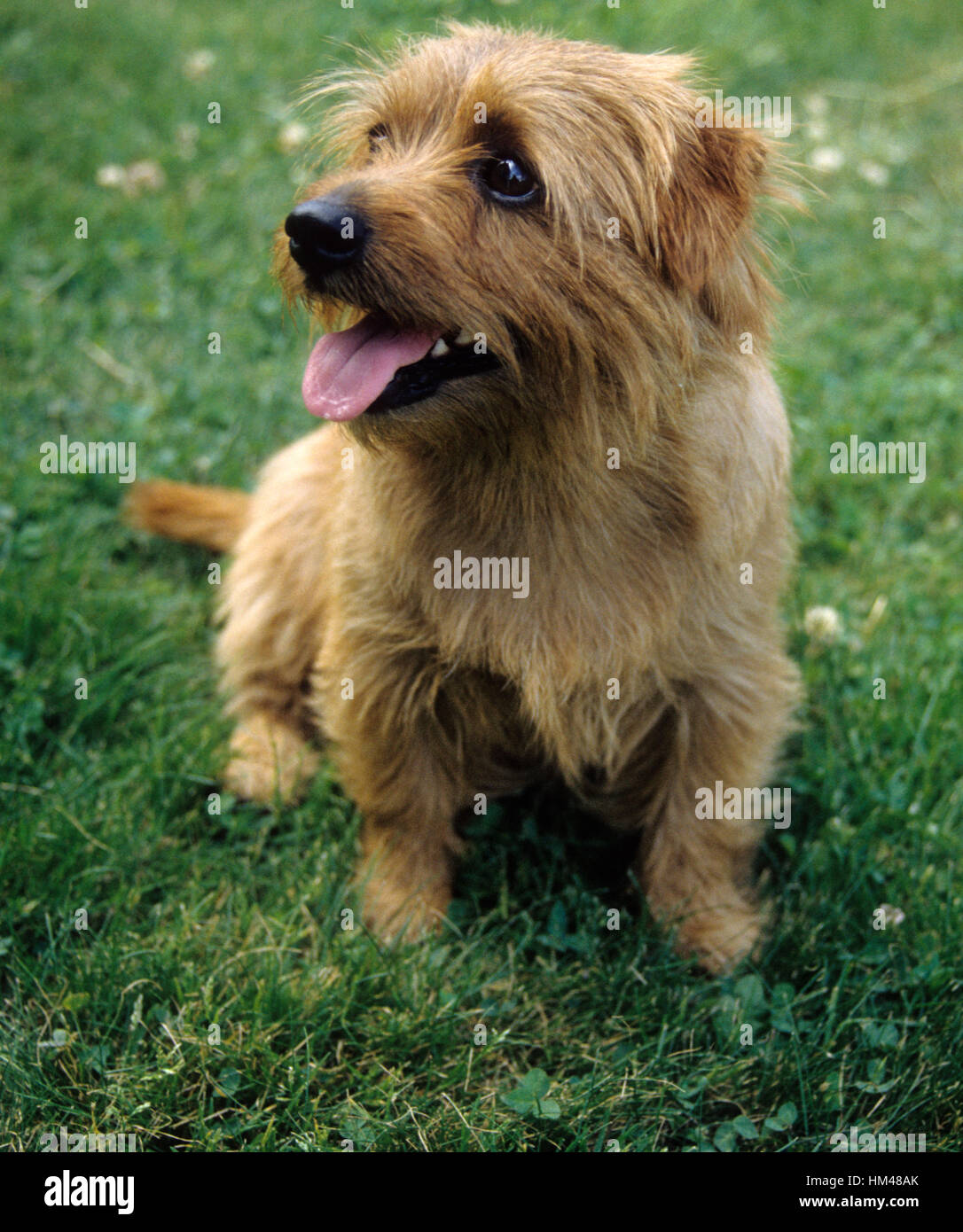Norfolk Terrier Stockfotos Und Bilder Kaufen Alamy
