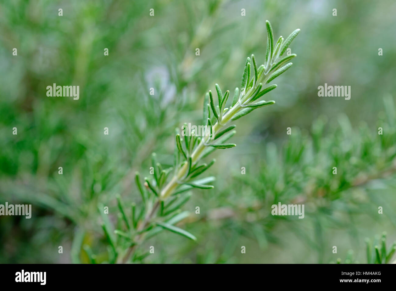 Zweig Rosmarin (Rosmarinus Officinalis) wächst in einem Gemüsegarten Stockfoto