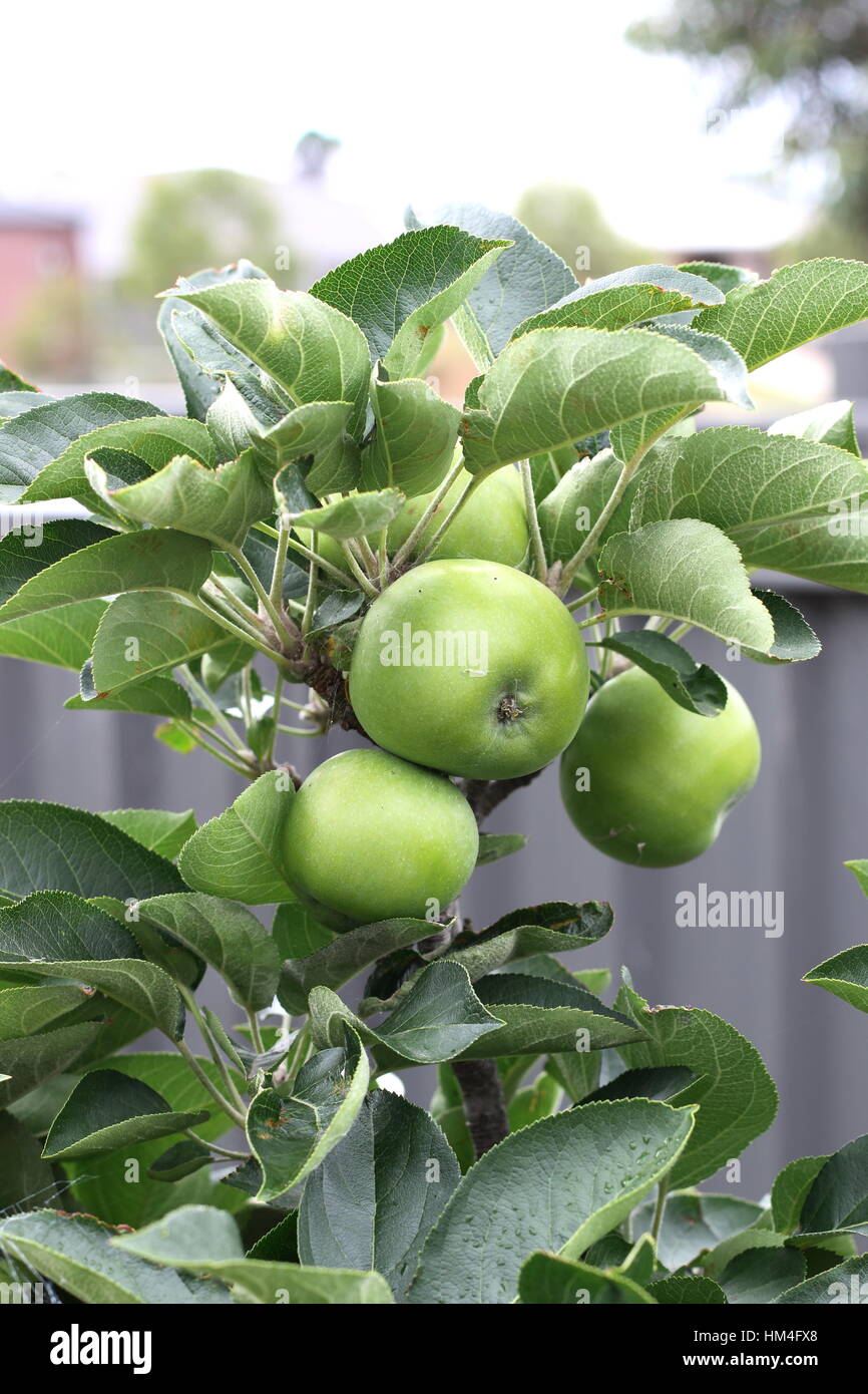 Frische grüne Äpfel auf Zwerg-Apfel-Ast Stockfoto