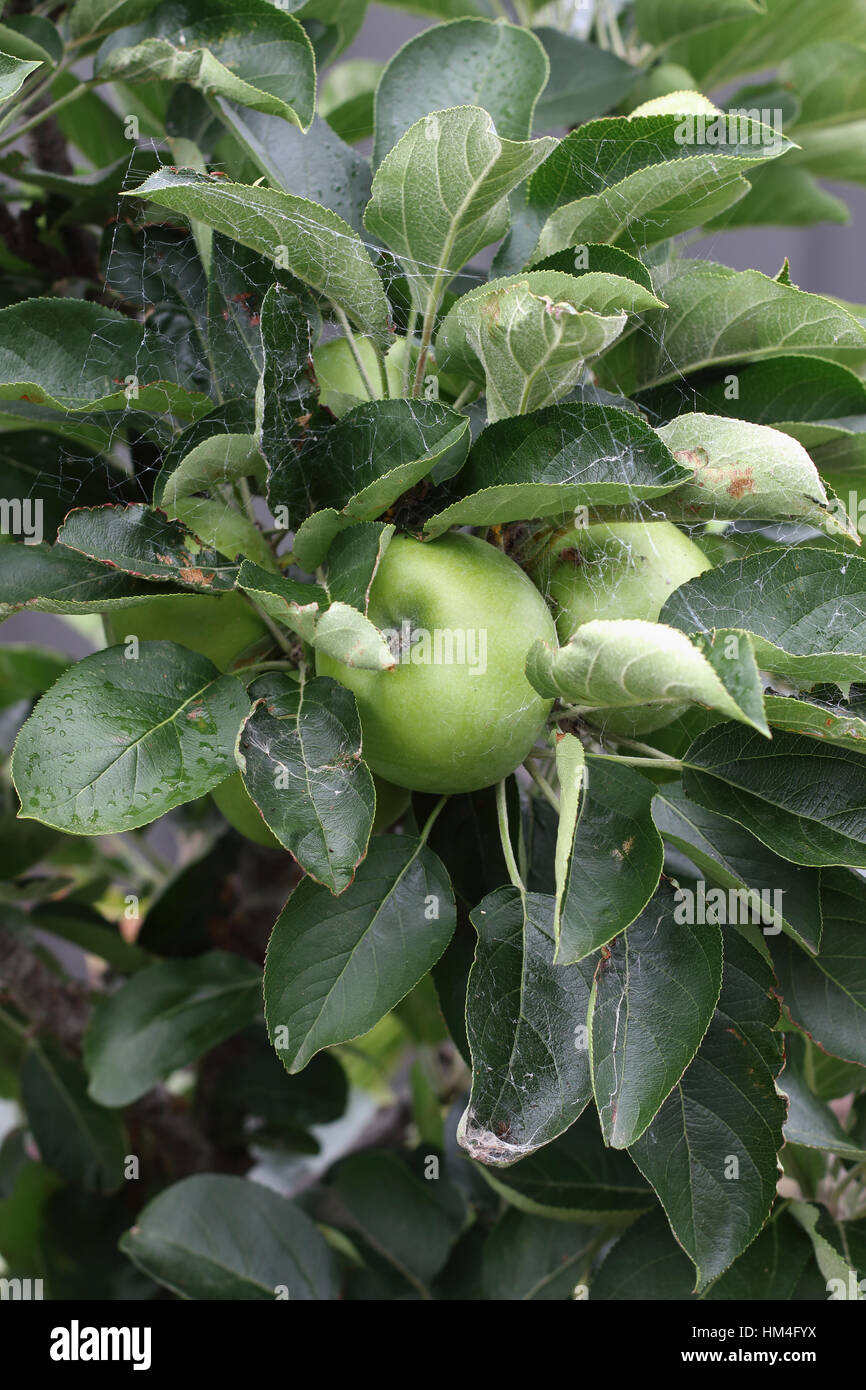Frische grüne Äpfel auf Zwerg-Apfel-Ast Stockfoto