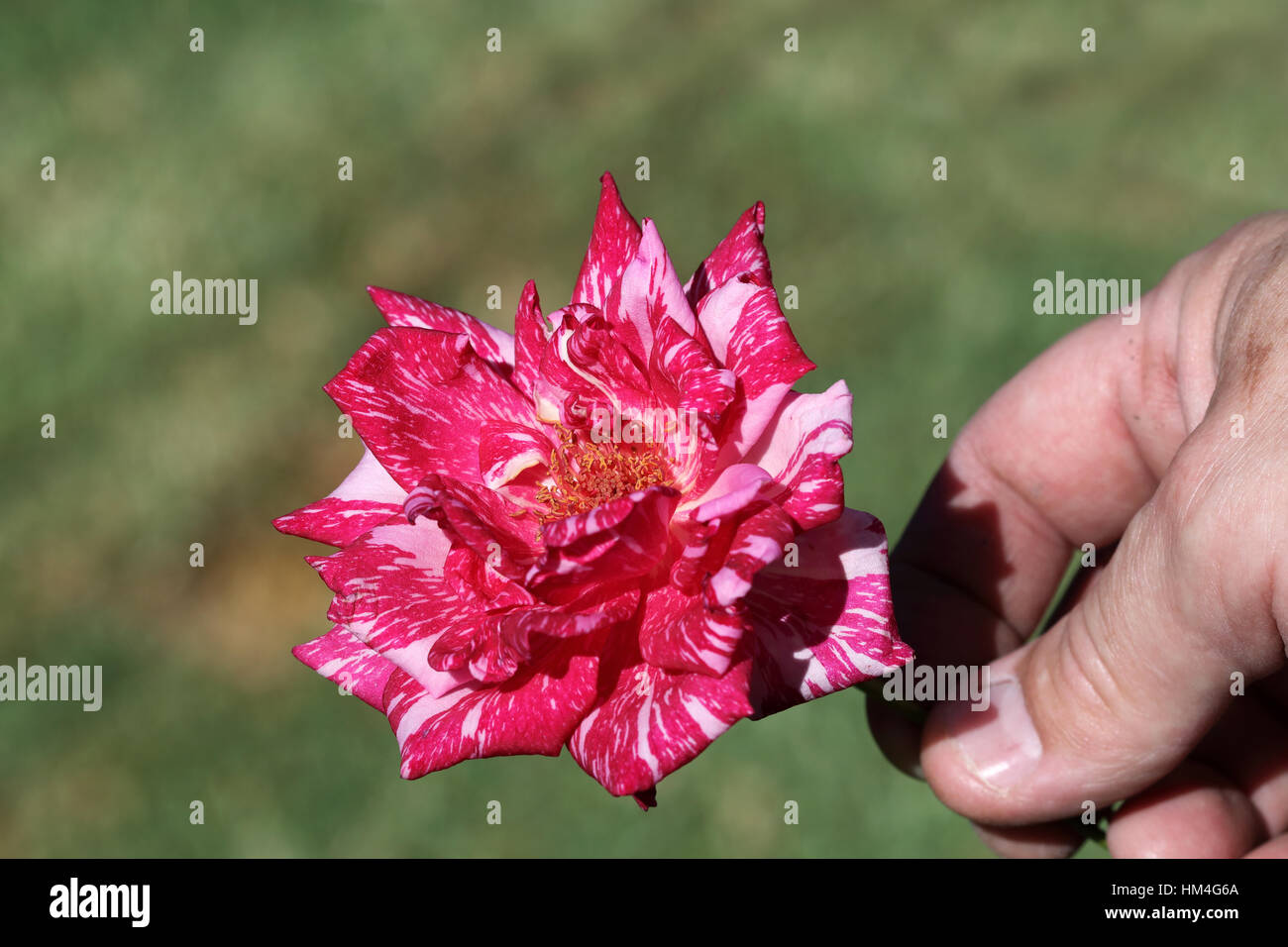 Nahaufnahme von Hand mit Candy Stripe Teehybride Rose in voller Blüte vor grünem Hintergrund isoliert Stockfoto