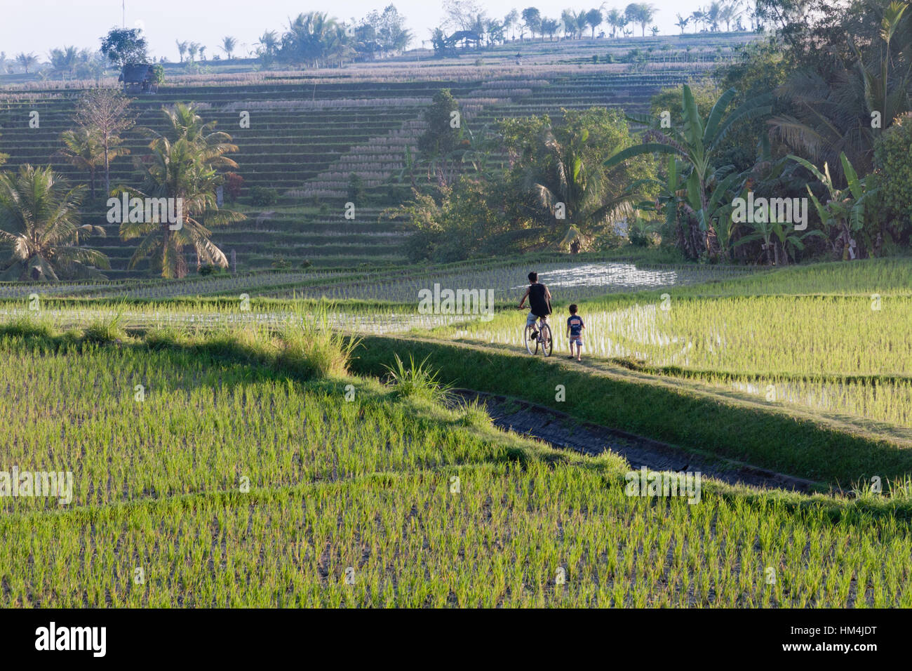 Jungen auf eine pah durch die Reisfelder auf Bali, Indonesien Stockfoto