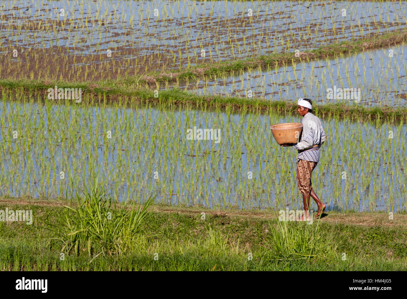 Mann mit einem Korb durch die Reisfelder auf Bali, Indonesien Stockfoto