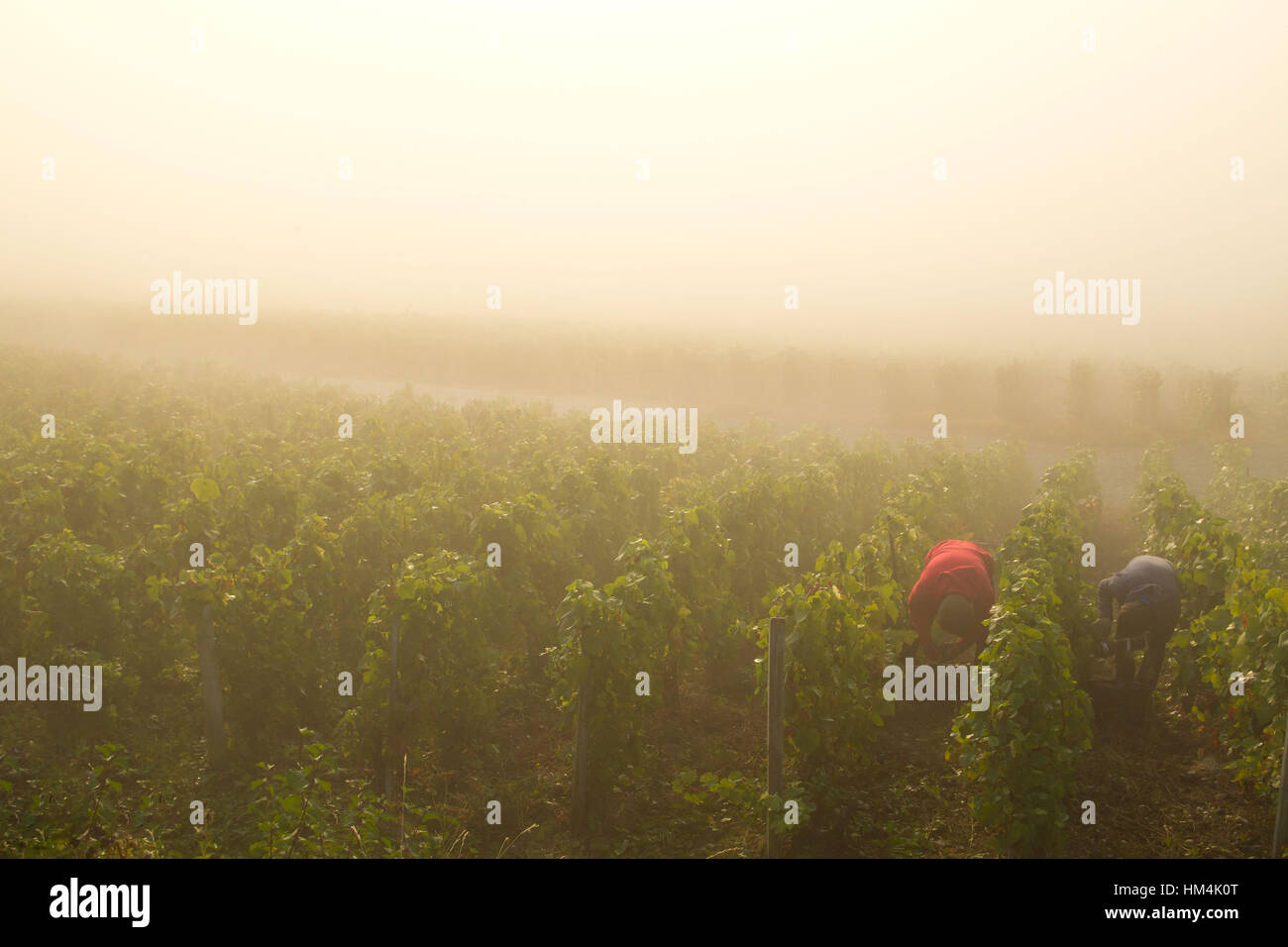 Landschaft mit Weinbergen im Marne-Tal, südlich der Aisne Abteilung Stockfoto