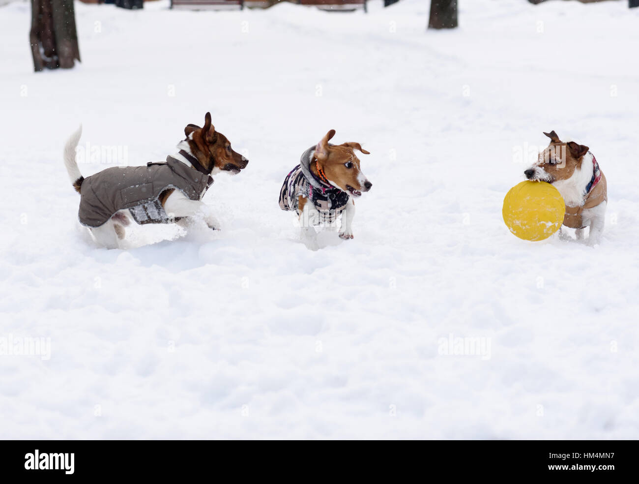 Packung mit drei Terrier Hunde mit gelben Spielzeug spielen Stockfoto