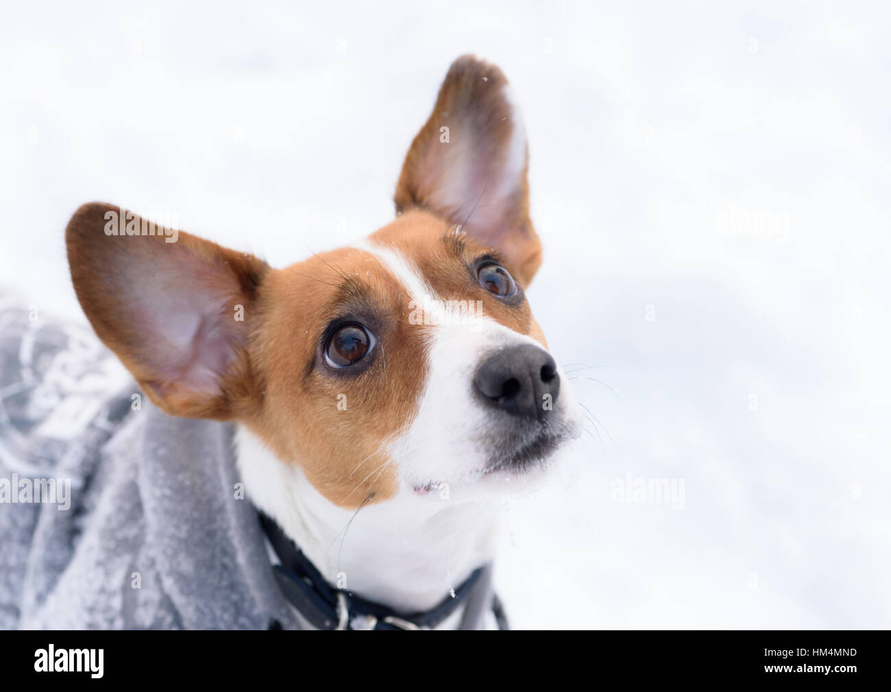 Gesicht des kleinen Hund mit großen Stehohren betteln Stockfotografie -  Alamy