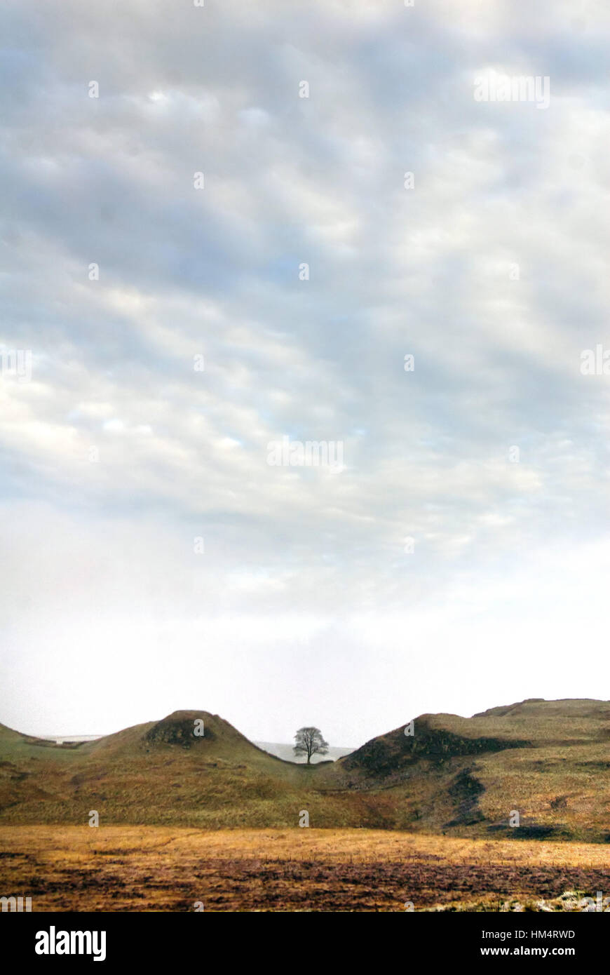 Sycamore Gap, Hadrianswall, Northumberland Stockfoto